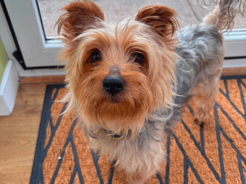 Buddy | Terrier (Yorkshire) | Dundee - 1