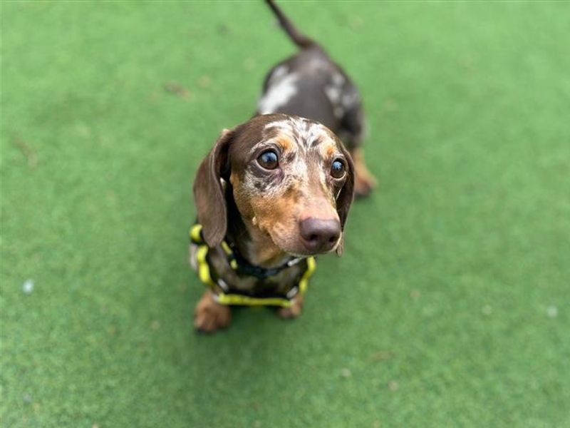 Ella and Lily | Dachshund (Miniature Smooth Haired) | Cardiff - 4