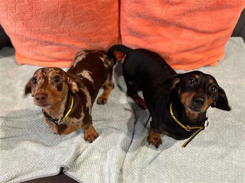 Ella and Lily - Image 10 of 10