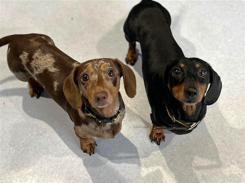 Ella and Lily - Image 6 of 10