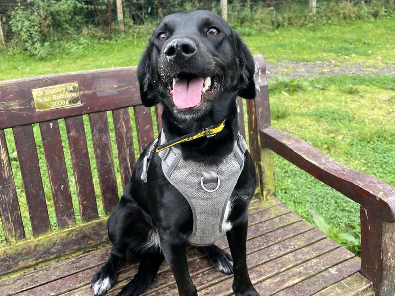 Riley | Retriever (Labrador) Cross | Ballymena (Northern Ireland) - 2