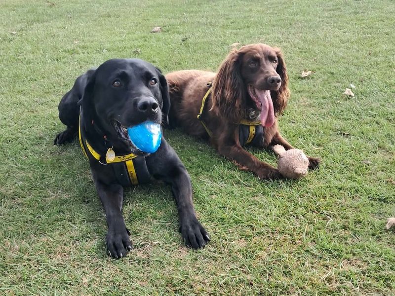 Bear | Retriever (Labrador) | Darlington - 5