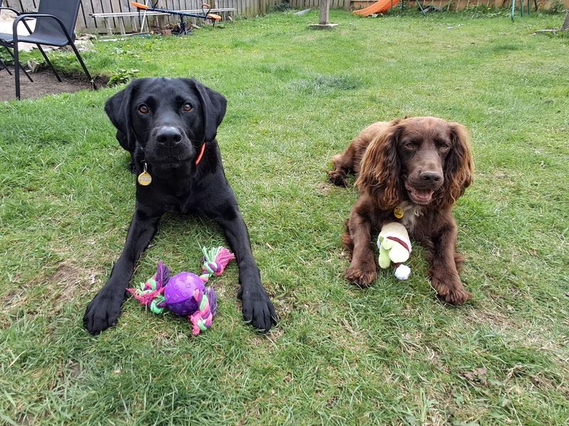 Bear | Retriever (Labrador) | Darlington - 1