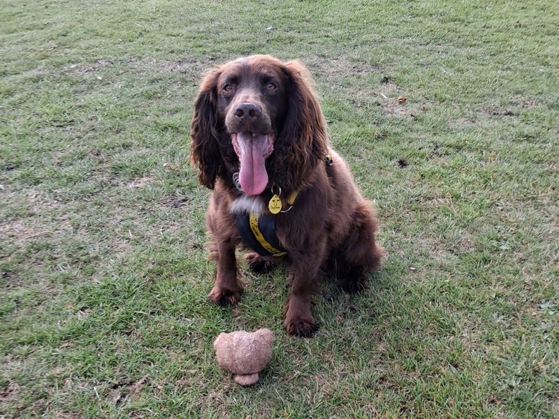 Bear | Retriever (Labrador) | Darlington - 6