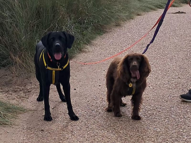 Bear | Retriever (Labrador) | Darlington - 4