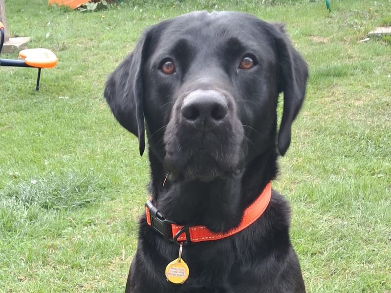 Bear | Retriever (Labrador) | Darlington - 3