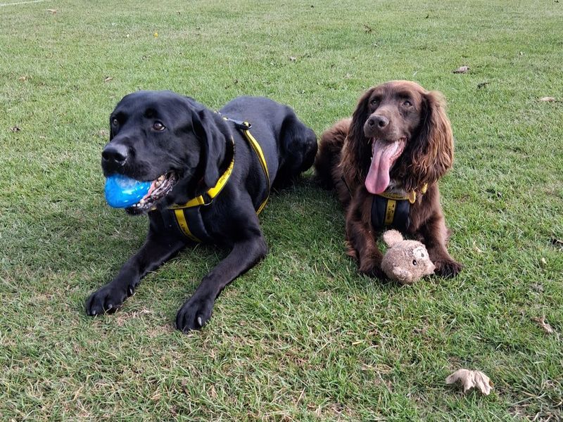 Bear | Retriever (Labrador) | Darlington - 2