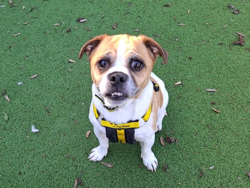 Rocky | Terrier (Jack Russell) Cross | Loughborough - 2