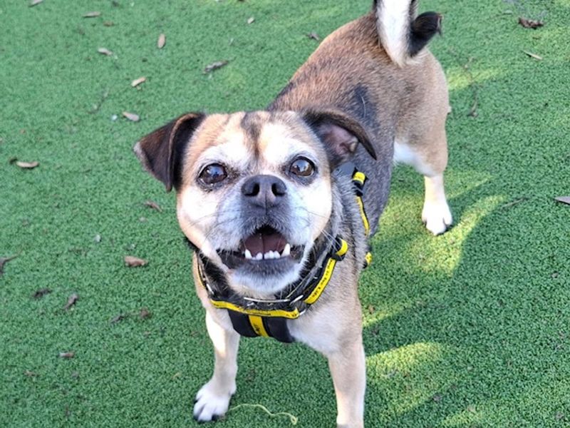 Pug Dogs And Puppies For Adoption