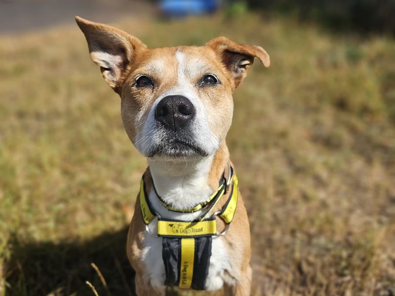Pumpkin | Terrier (Staffordshire Bull) | Shrewsbury (Shropshire) - 2
