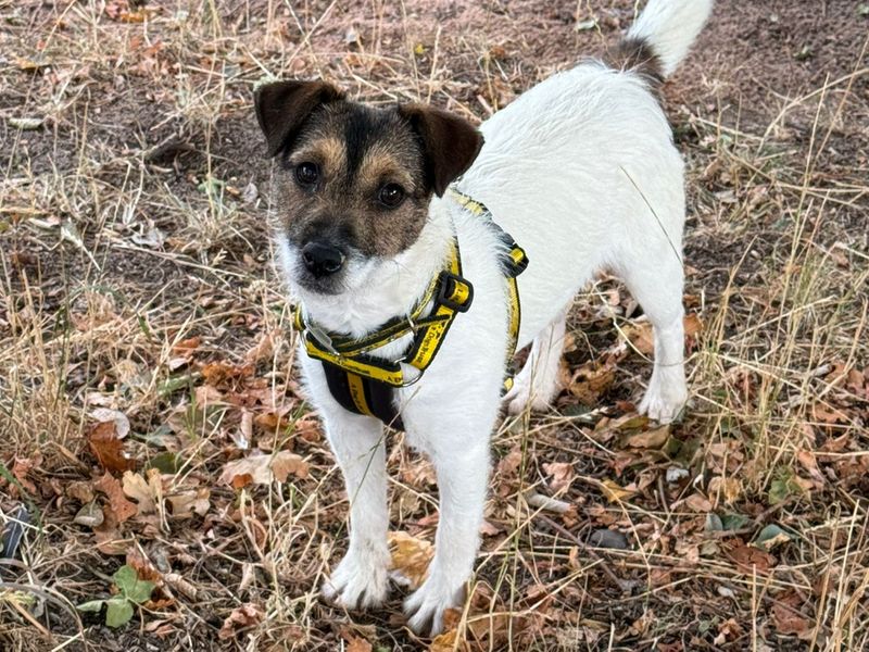 Wendy | Terrier (Jack Russell) | Shrewsbury (Shropshire) - 2