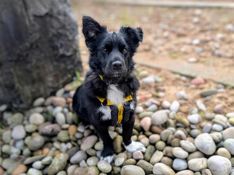 Obi | Crossbreed | Cardiff - 2