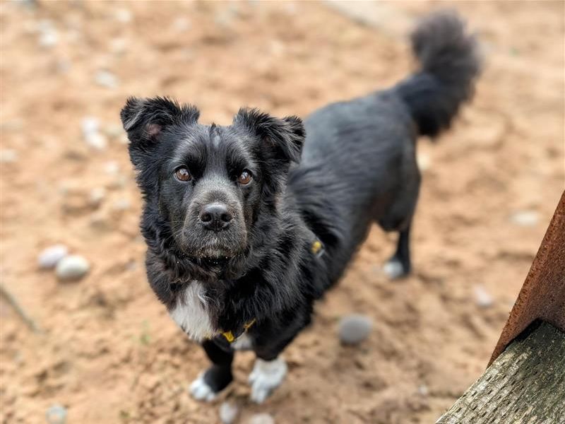 Obi | Crossbreed | Cardiff - 5
