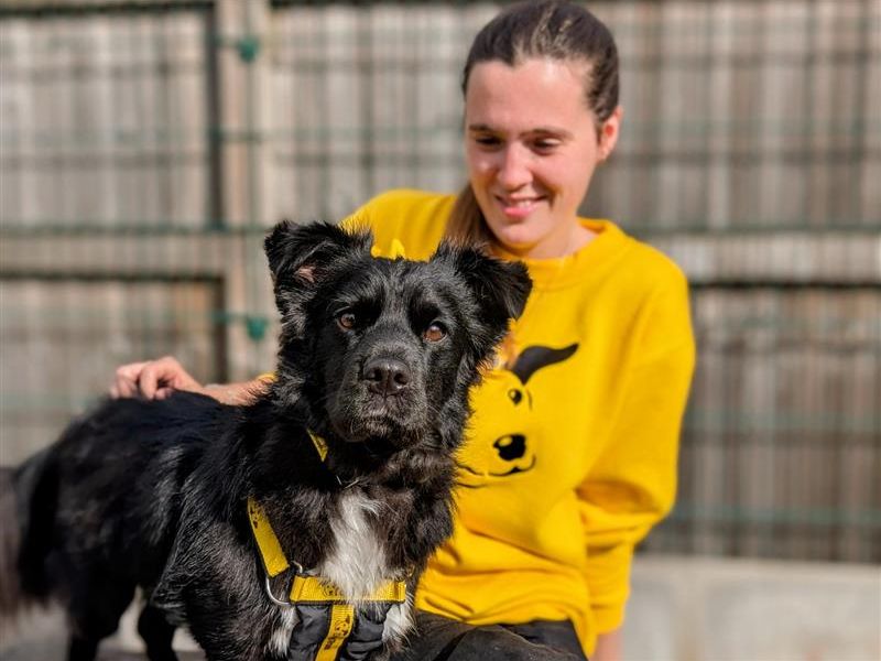 Obi | Crossbreed | Cardiff - 3