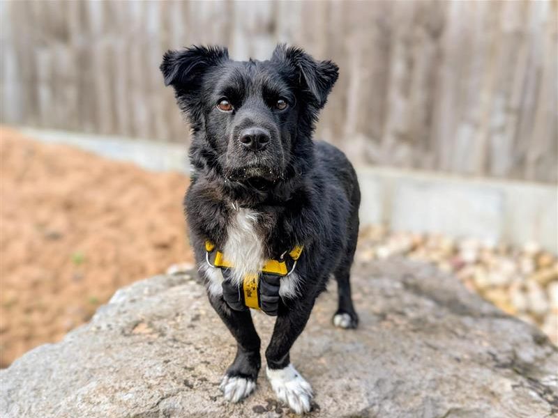 Obi | Crossbreed | Cardiff - 7