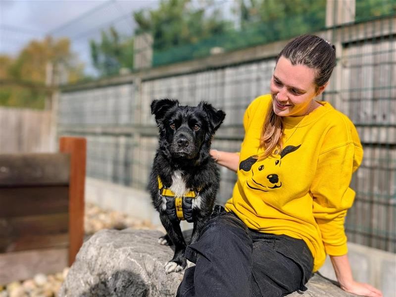 Obi | Crossbreed | Cardiff - 1