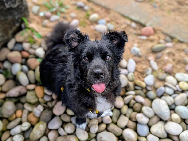 Obi | Crossbreed | Cardiff - 4