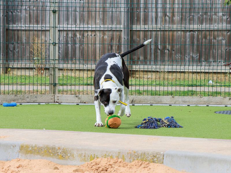 Zoe | Terrier (Staffordshire Bull) Cross | Evesham (Worcestershire) - 2