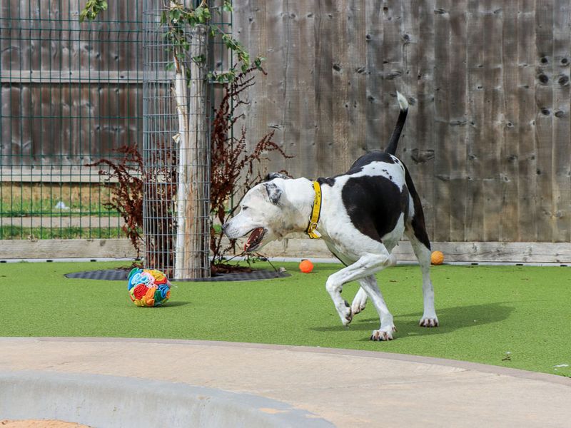 Zoe | Terrier (Staffordshire Bull) Cross | Evesham (Worcestershire) - 7