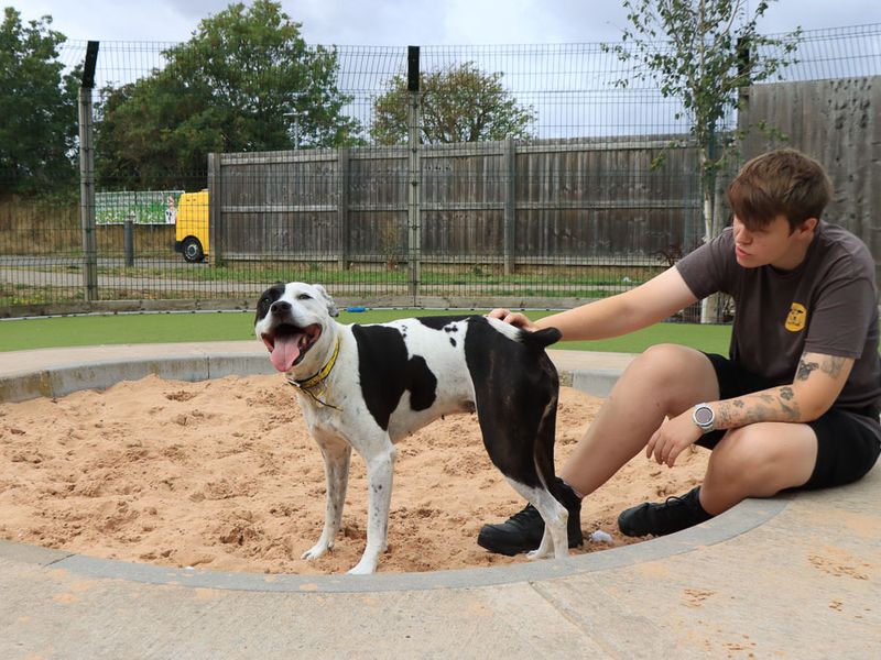 Zoe | Terrier (Staffordshire Bull) Cross | Evesham (Worcestershire) - 8