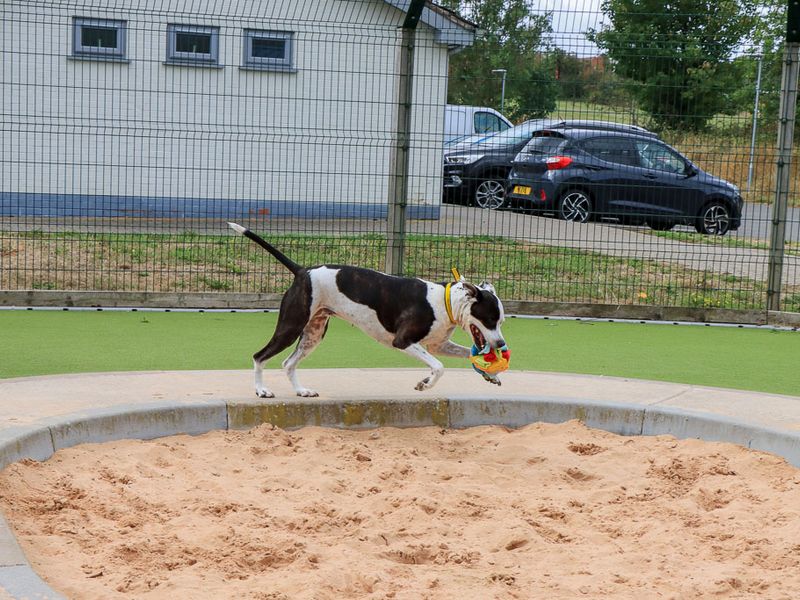 Zoe | Terrier (Staffordshire Bull) Cross | Evesham (Worcestershire) - 4