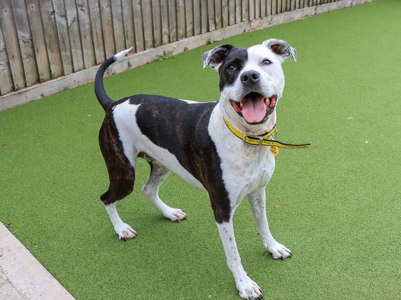 Zoe | Terrier (Staffordshire Bull) Cross | Evesham (Worcestershire) - 5