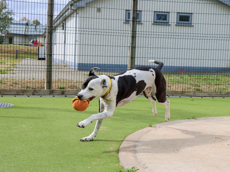 Zoe | Terrier (Staffordshire Bull) Cross | Evesham (Worcestershire) - 3