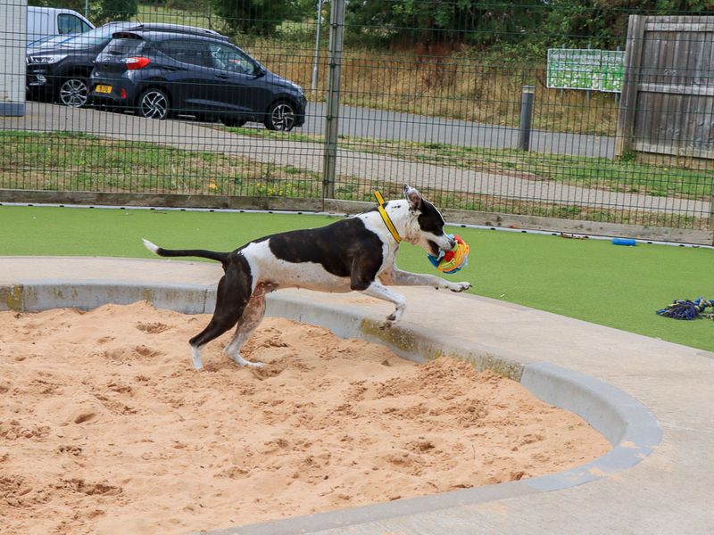 Zoe | Terrier (Staffordshire Bull) Cross | Evesham (Worcestershire) - 6