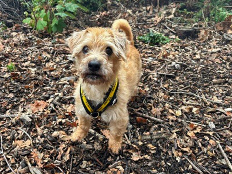 Buster | Bichon Frise Cross | Merseyside (Liverpool) - 3