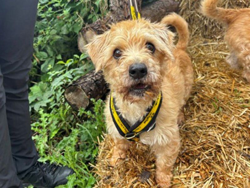 Buster | Bichon Frise Cross | Merseyside (Liverpool) - 4