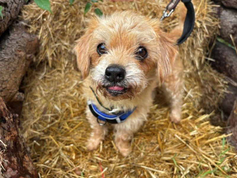 Buddy. | Bichon Frise Cross | Merseyside (Liverpool) - 1
