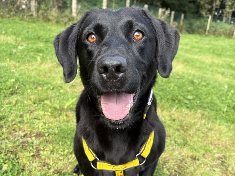 Nelly | Retriever (Labrador) | Ballymena (Northern Ireland) - 1