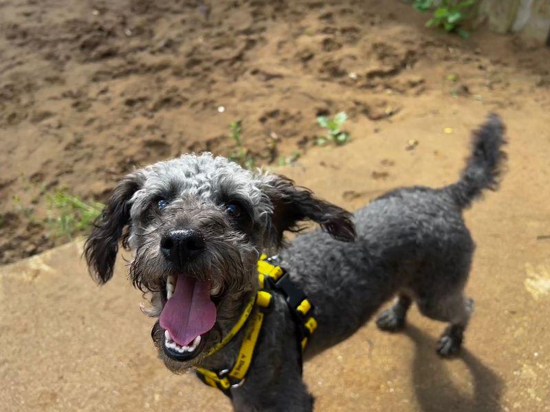 Hugo | Terrier (Jack Russell) Cross | Ilfracombe - 2