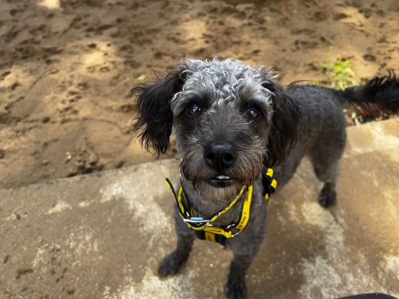 Hugo | Terrier (Jack Russell) Cross | Ilfracombe - 3