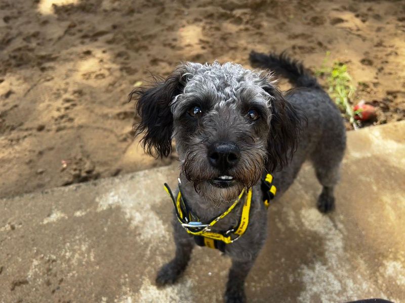 Hugo | Terrier (Jack Russell) Cross | Ilfracombe - 4