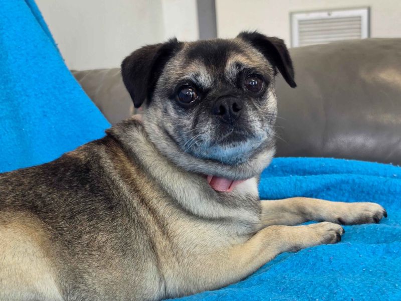 Bella | Pug Cross | Cardiff - 2