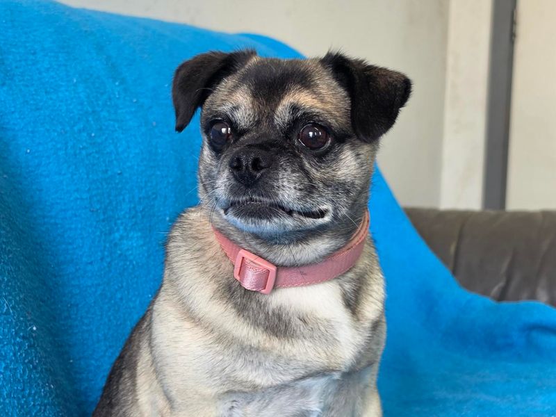 Bella | Pug Cross | Cardiff - 3