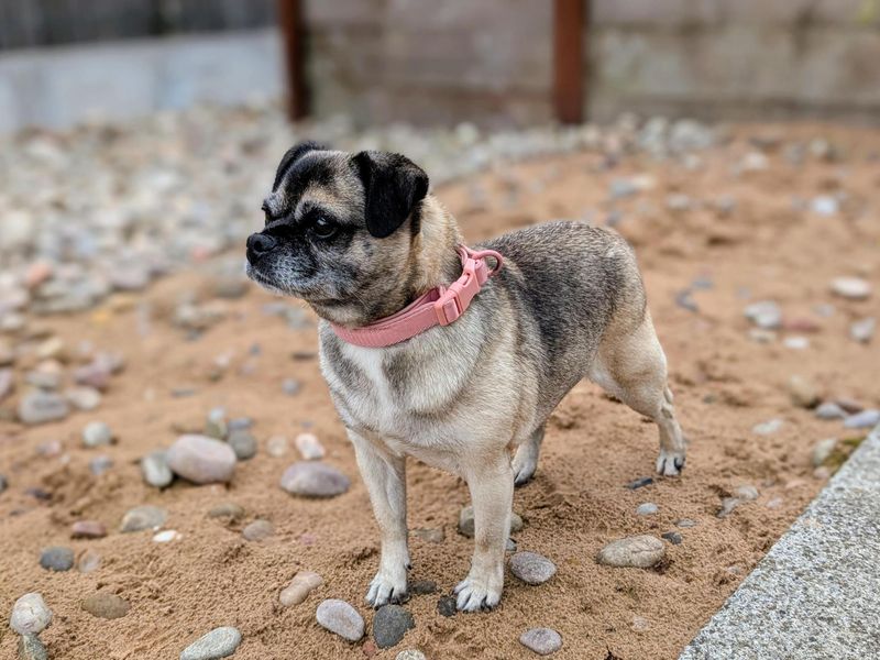 Bella | Pug Cross | Cardiff - 5