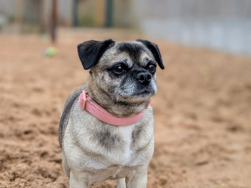 Bella | Pug Cross | Cardiff - 4