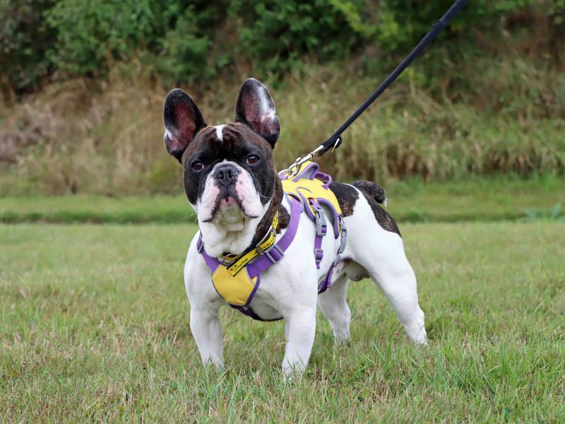 French Bulldog Dogs And Puppies For Adoption