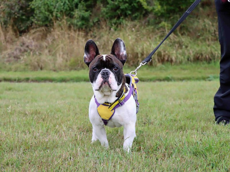 Lewy | French Bulldog | Darlington - 2