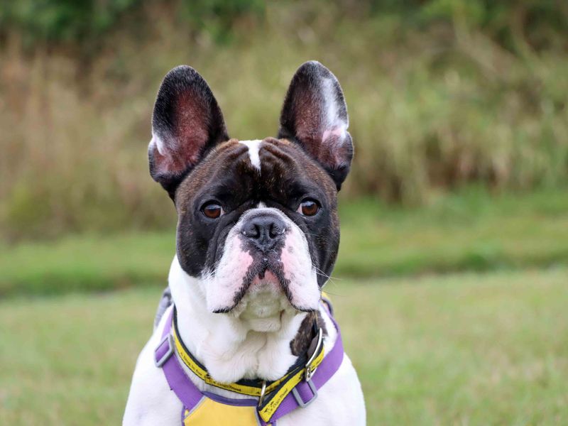 Lewy | French Bulldog | Darlington - 3