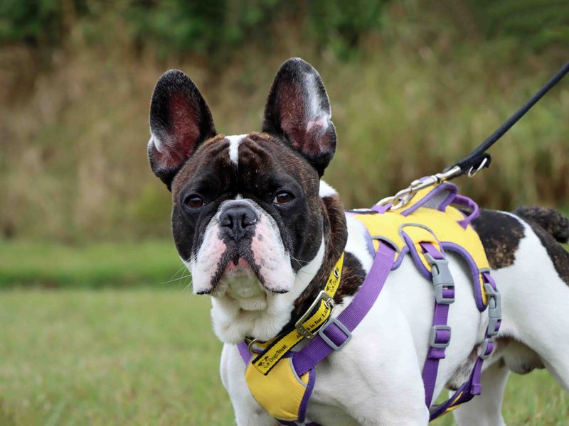 Lewy | French Bulldog | Darlington - 4
