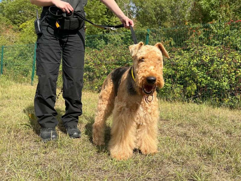Freya | Terrier (Airedale) | Evesham (Worcestershire) - 5