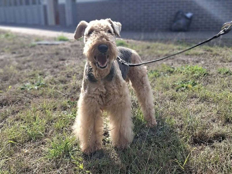 Freya | Terrier (Airedale) | Evesham (Worcestershire) - 6