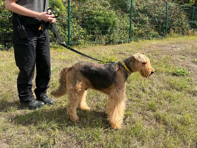 Freya | Terrier (Airedale) | Evesham (Worcestershire) - 1