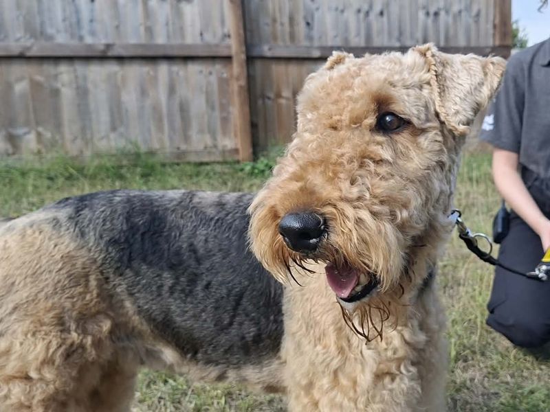 Freya | Terrier (Airedale) | Evesham (Worcestershire) - 4