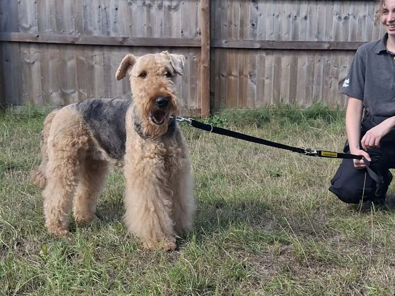 Freya | Terrier (Airedale) | Evesham (Worcestershire) - 3
