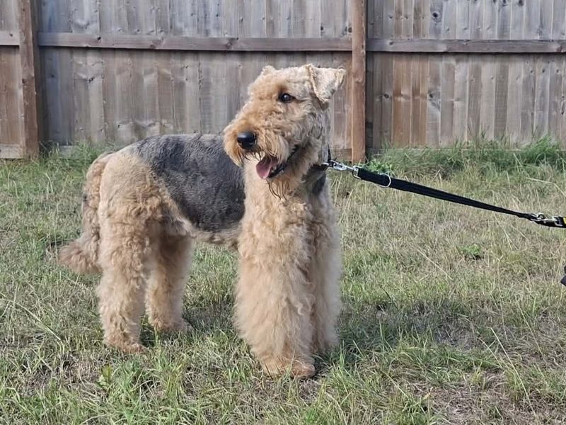 Freya | Terrier (Airedale) | Evesham (Worcestershire) - 2