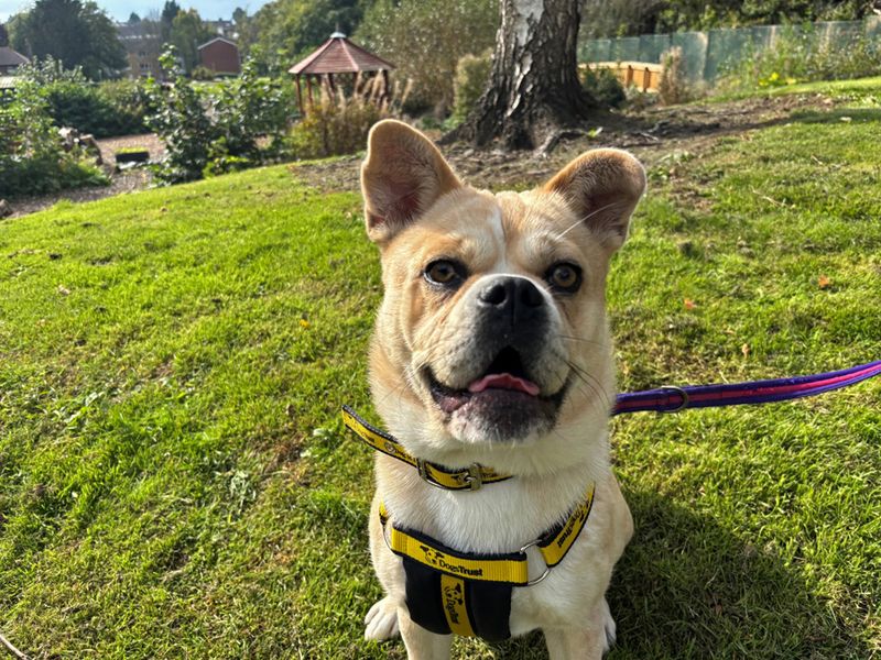 Bella | Chow Chow Cross | Merseyside (Liverpool) - 4